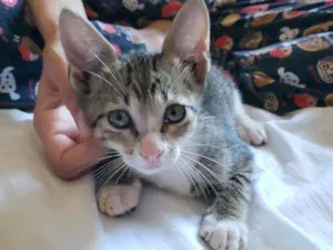 Gato raça SRD idade 2 a 6 meses nome Sari