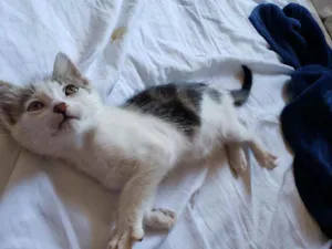 Gato raça SRD idade 2 a 6 meses nome Cacá 