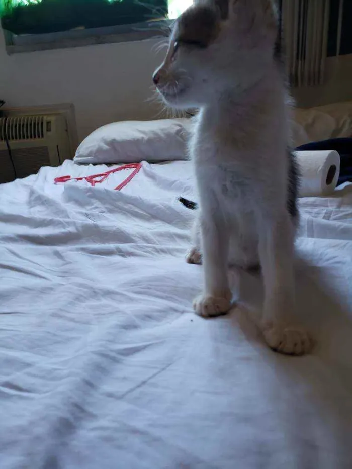 Gato ra a SRD idade 2 a 6 meses nome Cacá 