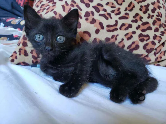 Gato raça SRD idade 2 a 6 meses nome Zizi