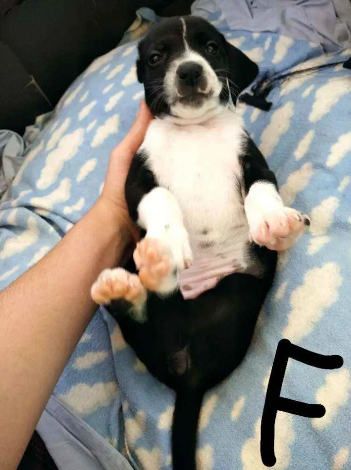 Cachorro ra a Sem Raça definida idade Abaixo de 2 meses nome Filhote Muito Espert