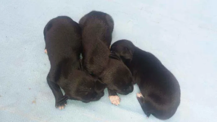 Cachorro ra a Vira-lata  idade Abaixo de 2 meses nome Ainda não tem nomes 