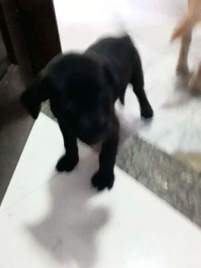 Cachorro ra a Labrador idade Abaixo de 2 meses nome Pretim