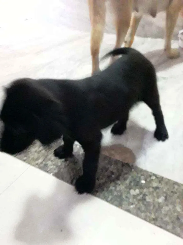 Cachorro ra a Labrador idade Abaixo de 2 meses nome Pretim