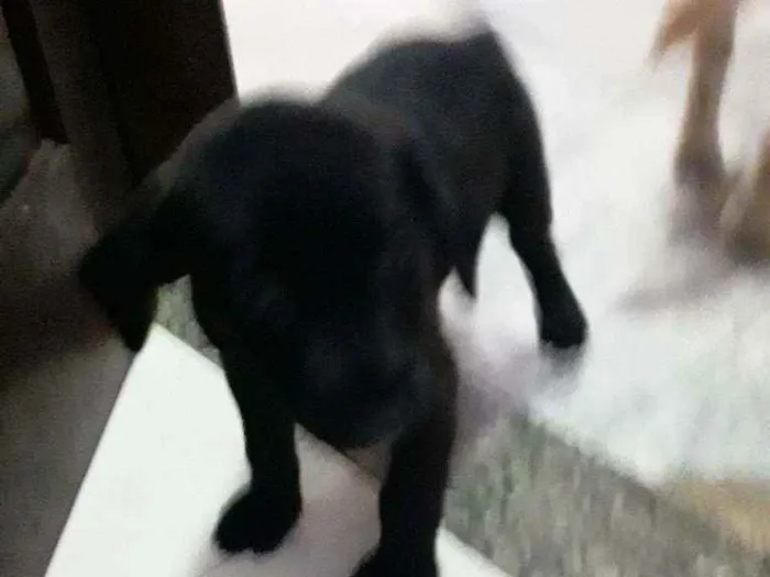 Cachorro ra a Labrador idade Abaixo de 2 meses nome Pretim