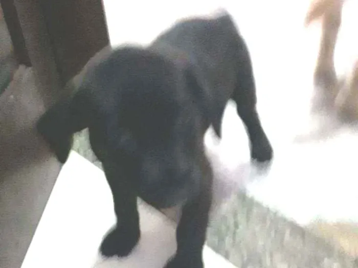 Cachorro ra a Labrador idade Abaixo de 2 meses nome Pretim