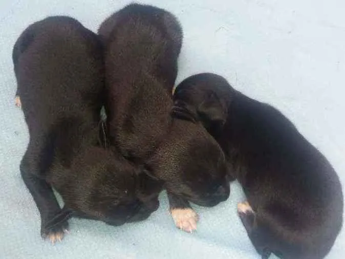 Cachorro ra a Vira-lata  idade Abaixo de 2 meses nome Ainda não tem nomes 