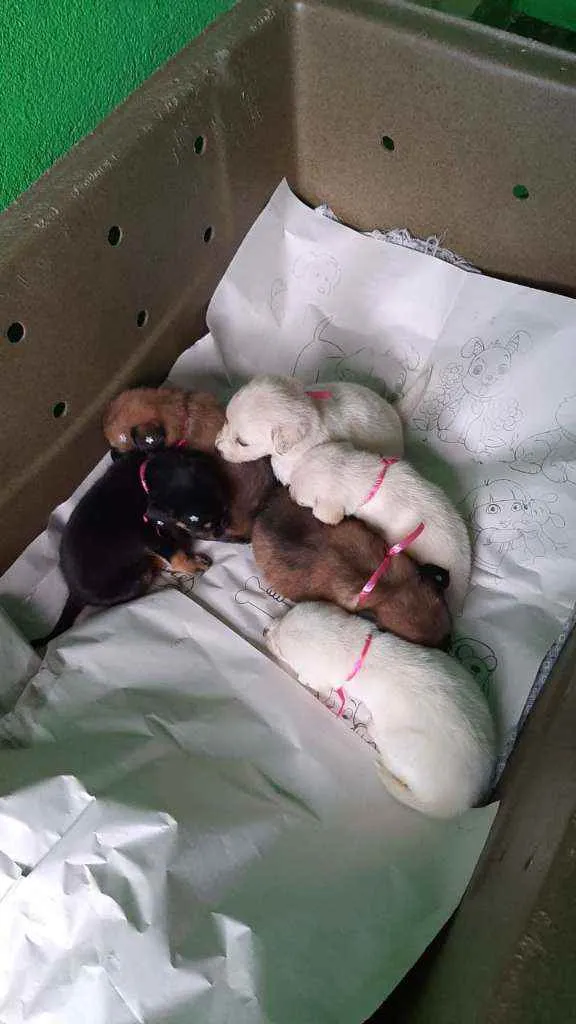 Cachorro ra a SRD idade Abaixo de 2 meses nome Filhotes da Branquin