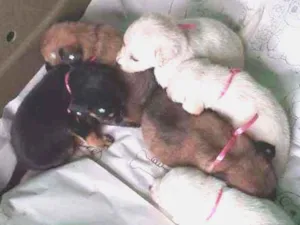 Cachorro raça SRD idade Abaixo de 2 meses nome Filhotes da Branquin