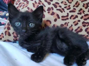 Gato raça SRD idade 2 a 6 meses nome Zizi