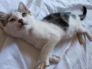 Gato raça SRD idade 2 a 6 meses nome Cacá 