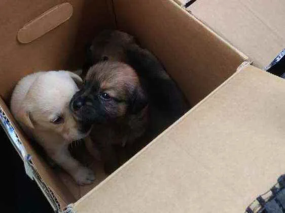 Cachorro ra a SRD idade Abaixo de 2 meses nome Filhotes da Branquin
