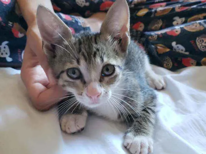 Gato ra a SRD idade 2 a 6 meses nome Sari