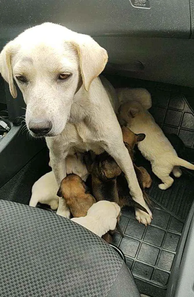 Cachorro ra a SRD idade Abaixo de 2 meses nome Filhotes da Branquin