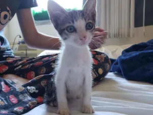 Gato raça SRD idade 2 a 6 meses nome Isaac