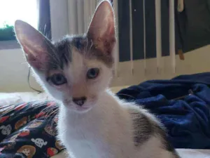 Gato raça SRD idade 2 a 6 meses nome Dumbo