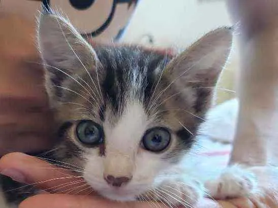 Gato ra a SRD idade 2 a 6 meses nome Peter