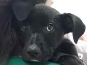 Cachorro raça  idade Abaixo de 2 meses nome Sol 