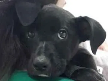 Cachorro ra a  idade Abaixo de 2 meses nome Sol 