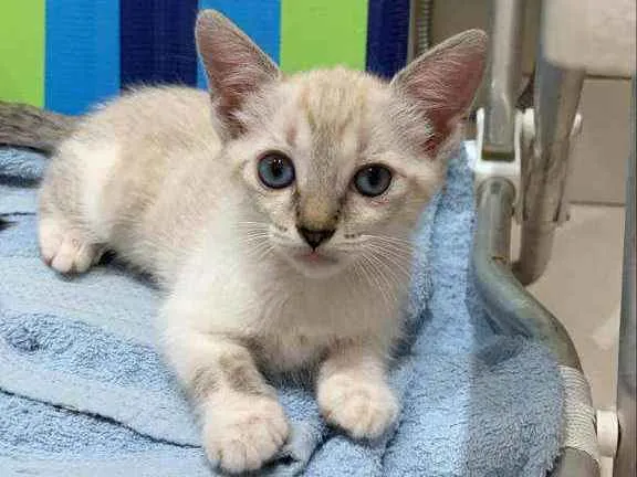 Gato ra a Sem raça  idade Abaixo de 2 meses nome Gatinha