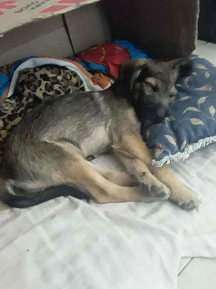 Cachorro ra a SRD idade 2 a 6 meses nome Apollo