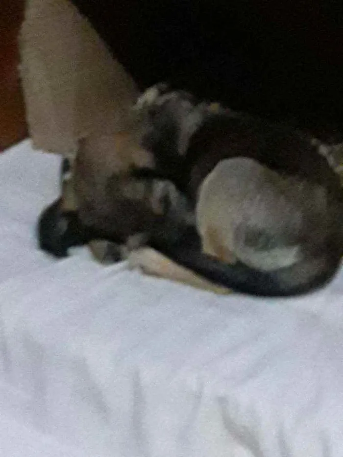Cachorro ra a SRD idade 2 a 6 meses nome Apollo