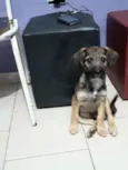 Apollo
