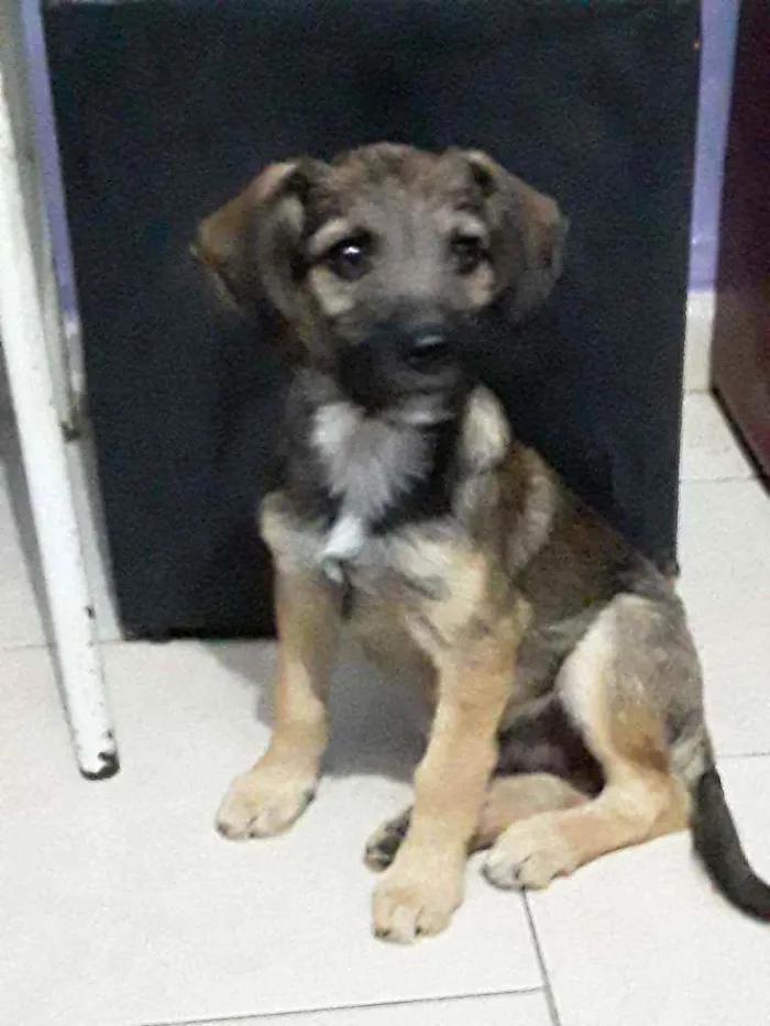 Cachorro ra a SRD idade 2 a 6 meses nome Apollo