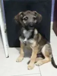 Apollo
