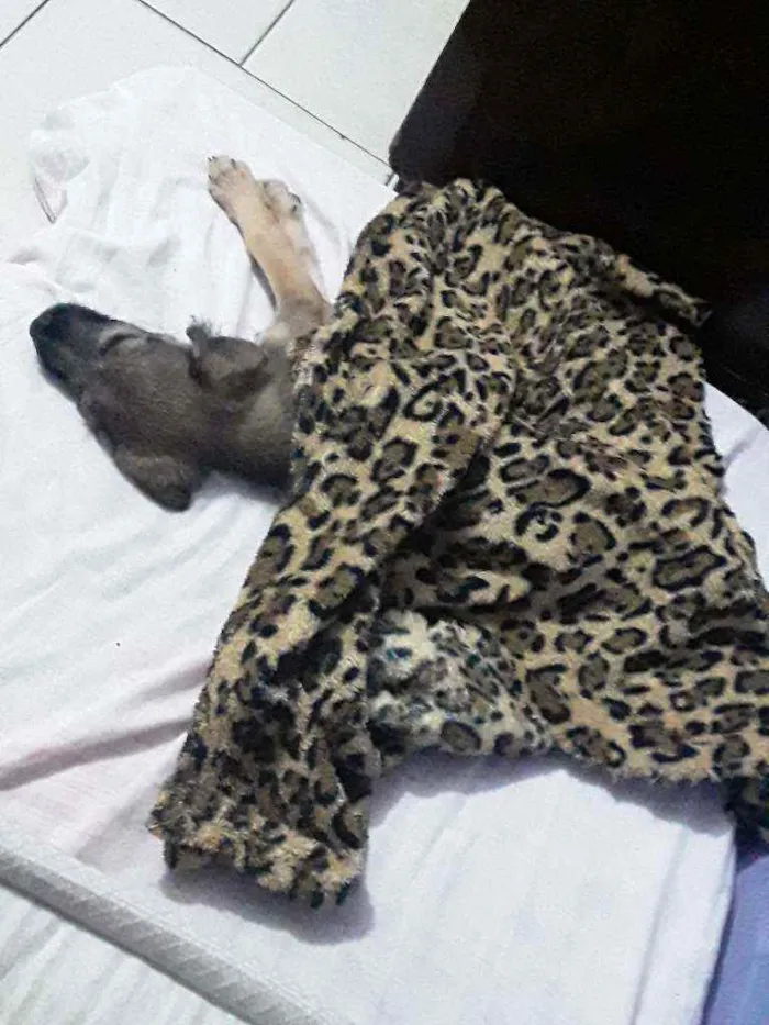 Cachorro ra a SRD idade 2 a 6 meses nome Apollo