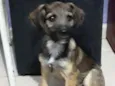 Apollo