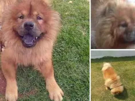 Cachorro ra a Chow chow idade 6 ou mais anos nome Scot