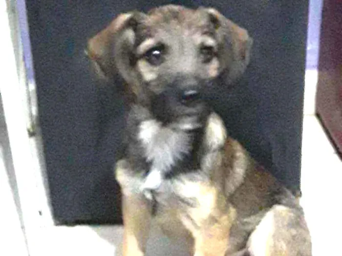 Cachorro ra a SRD idade 2 a 6 meses nome Apollo