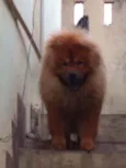 Scot