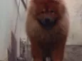 Scot