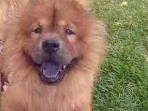 Cachorro ra a Chow chow idade 6 ou mais anos nome Scot