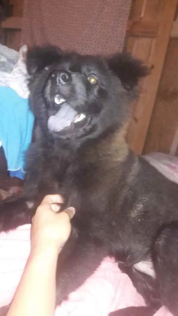 Cachorro ra a Chow Chow  idade 2 a 6 meses nome Dólar 