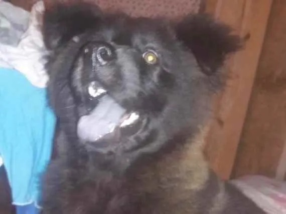 Cachorro ra a Chow Chow  idade 2 a 6 meses nome Dólar 