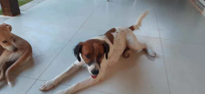 Cachorro raça SRD idade 1 ano nome Malhada 