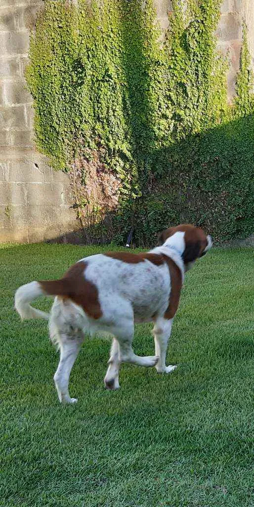 Cachorro raça SRD idade 1 ano nome Malhada 