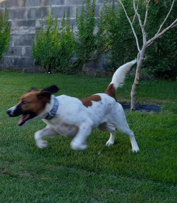 Cachorro raça SRD idade 1 ano nome Malhada 