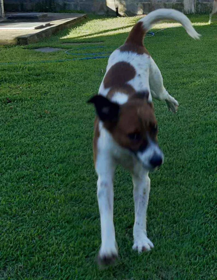Cachorro raça SRD idade 1 ano nome Malhada 