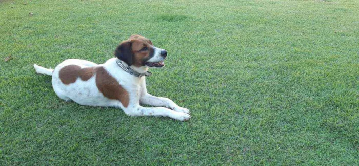 Cachorro raça SRD idade 1 ano nome Malhada 