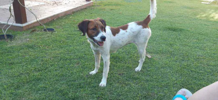 Cachorro raça SRD idade 1 ano nome Malhada 
