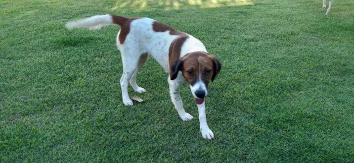 Cachorro raça SRD idade 1 ano nome Malhada 