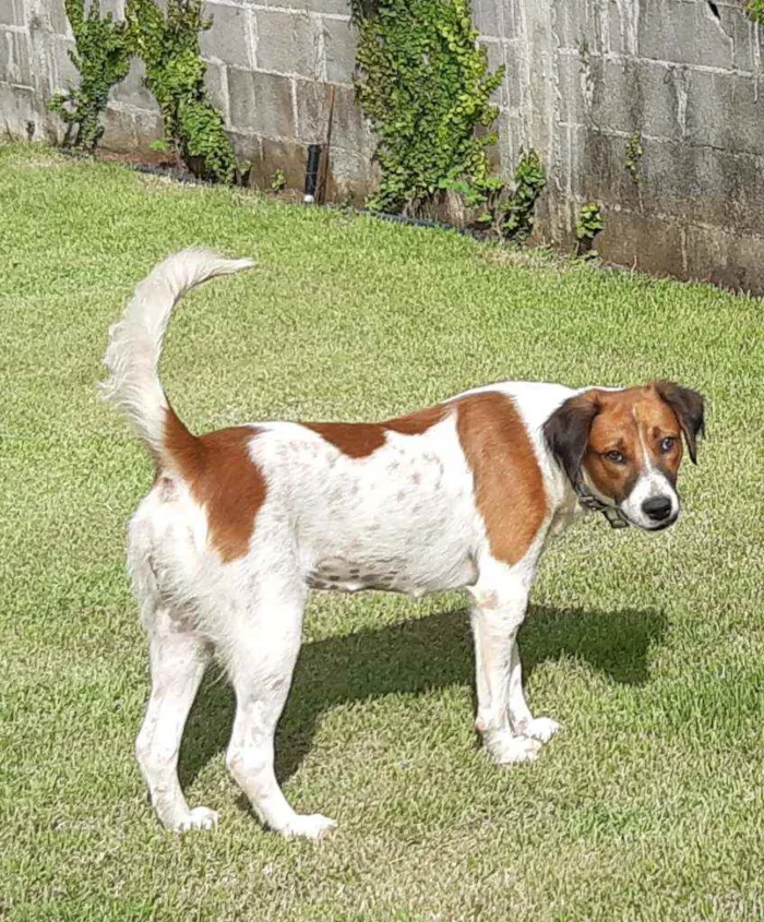 Cachorro raça SRD idade 1 ano nome Malhada 