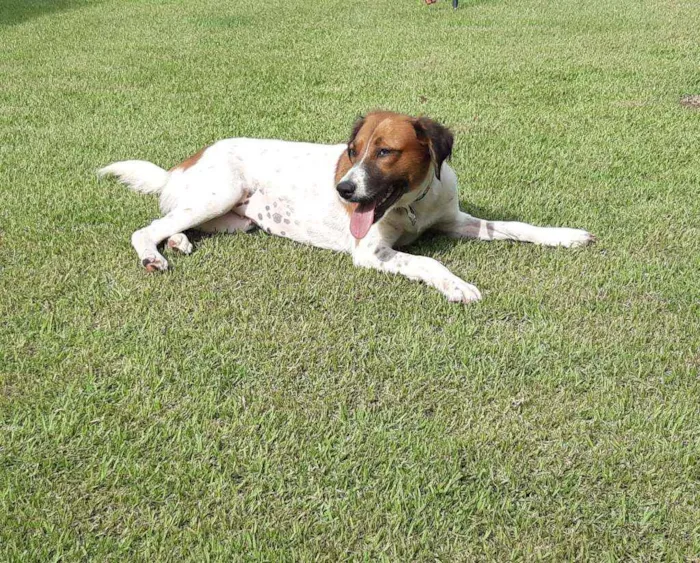 Cachorro raça SRD idade 1 ano nome Malhada 