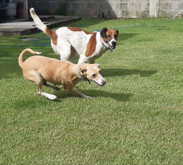 Cachorro raça SRD idade 1 ano nome Malhada 