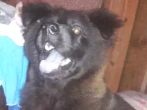 Cachorro raça Chow Chow  idade 2 a 6 meses nome Dólar 