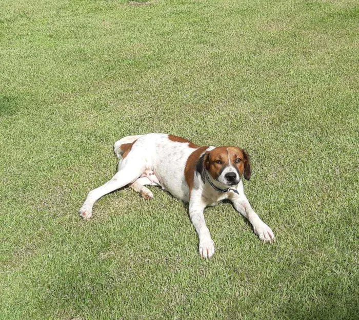 Cachorro raça SRD idade 1 ano nome Malhada 